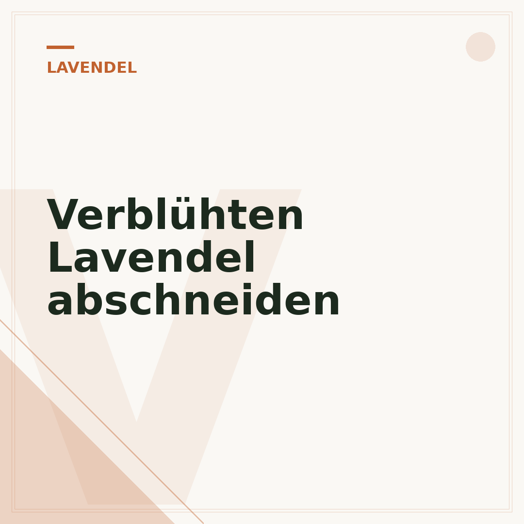 Verblühten Lavendel abschneiden