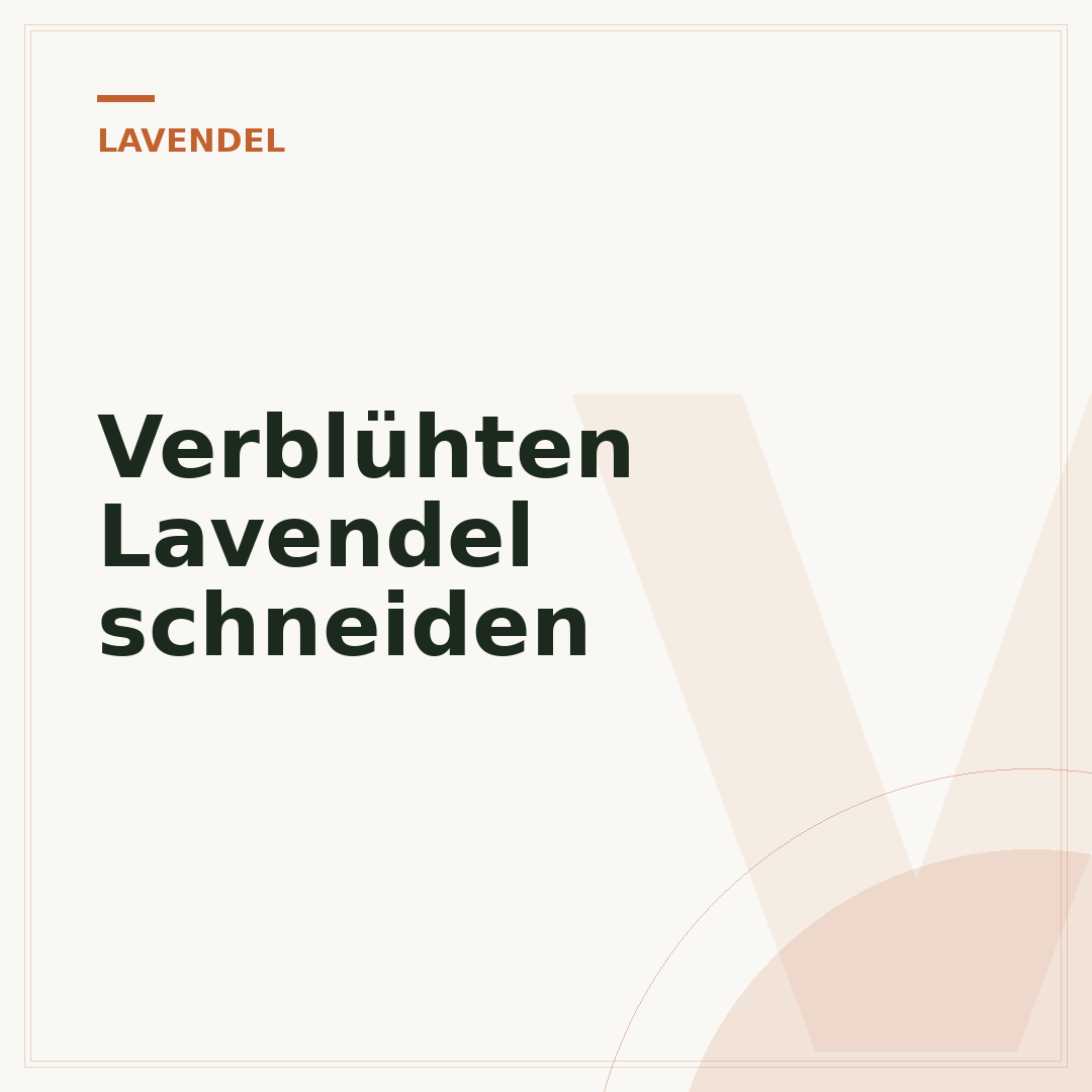 Verblühten Lavendel schneiden