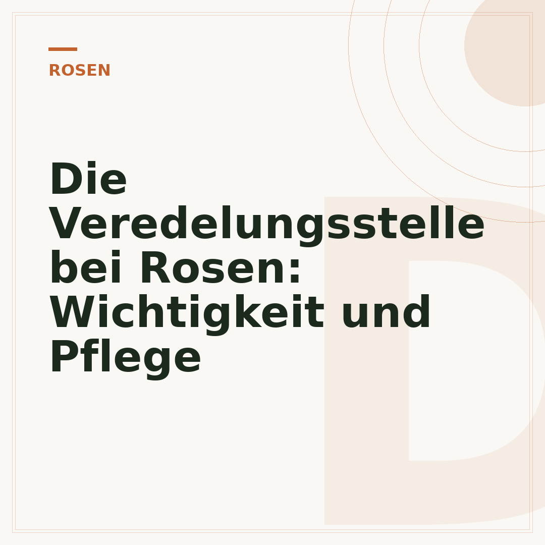 Die Veredelungsstelle bei Rosen: Wichtigkeit und Pflege