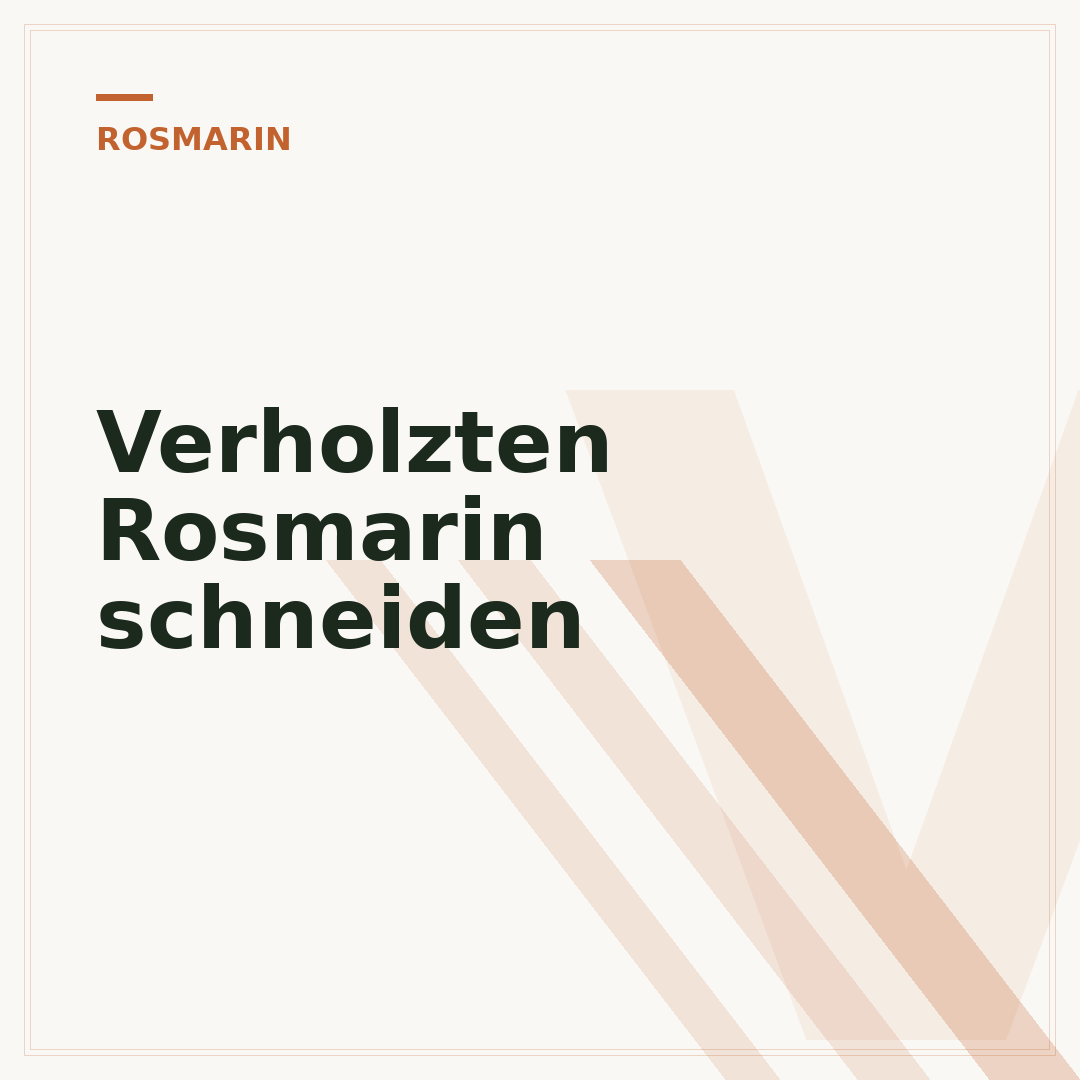 Verholzten Rosmarin schneiden