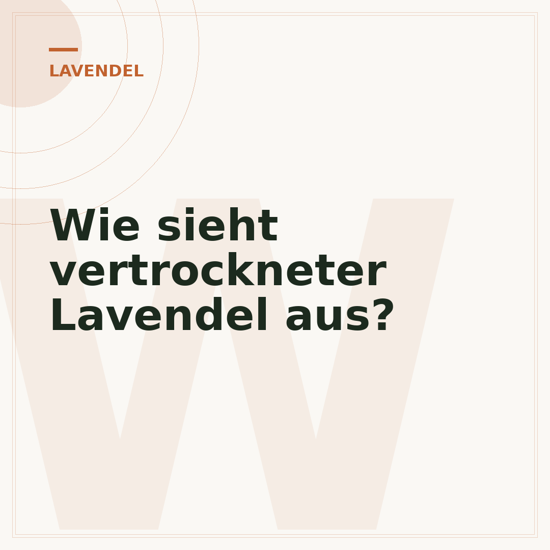 Wie sieht vertrockneter Lavendel aus?