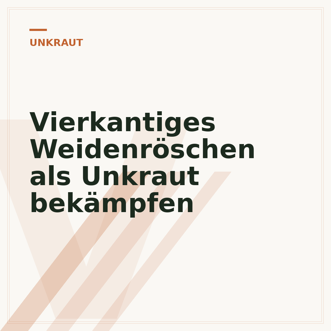 Vierkantiges Weidenröschen als Unkraut bekämpfen