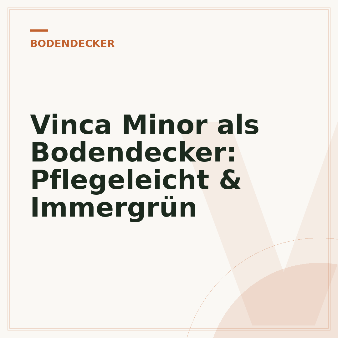 Vinca Minor als Bodendecker: Pflegeleicht & Immergrün