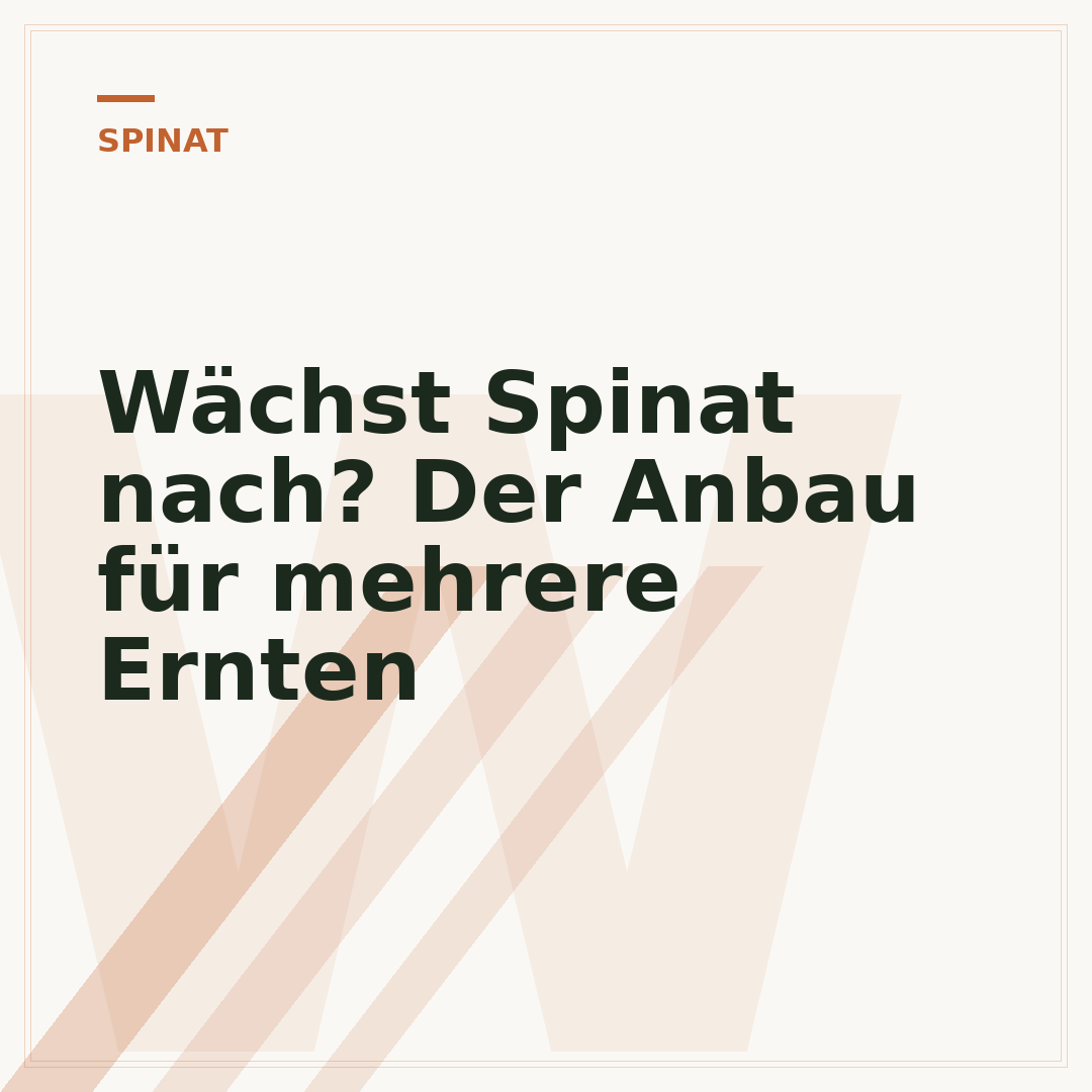 Wächst Spinat nach? Der Anbau für mehrere Ernten
