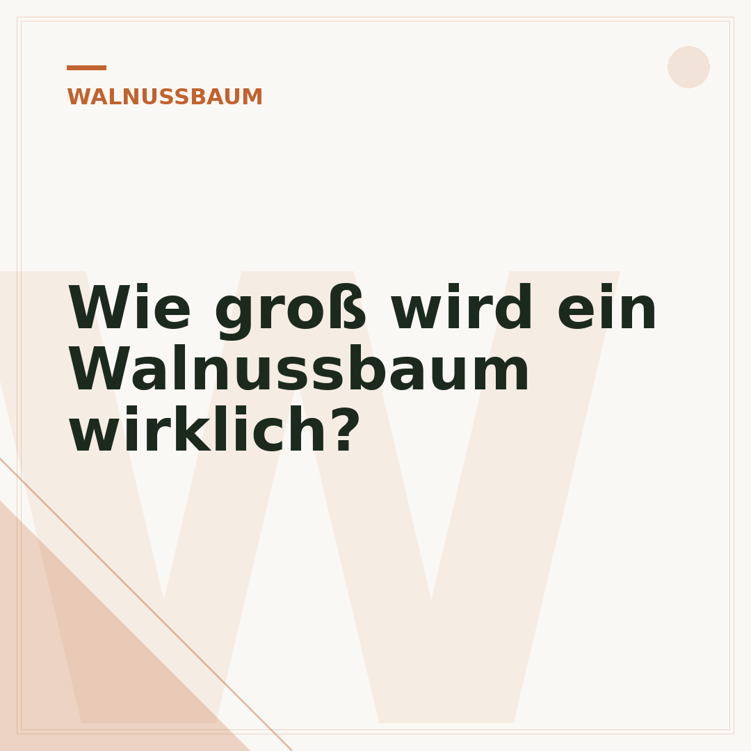 Wie groß wird ein Walnussbaum wirklich?