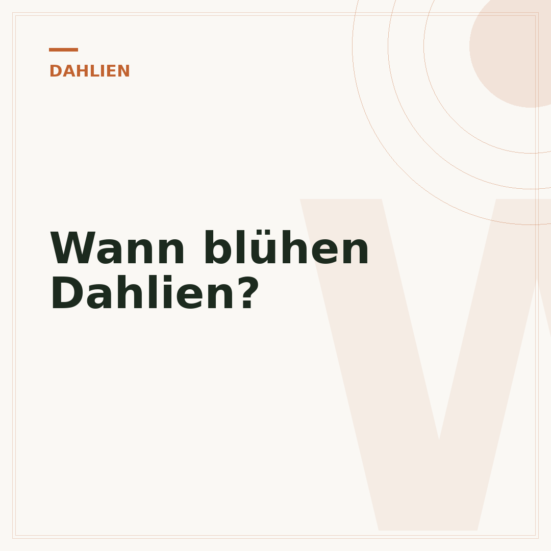 Wann blühen Dahlien?