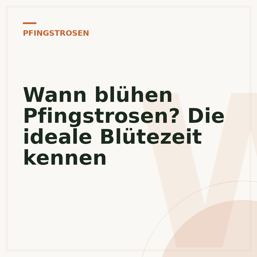 Wann blühen Pfingstrosen? Die ideale Blütezeit kennen