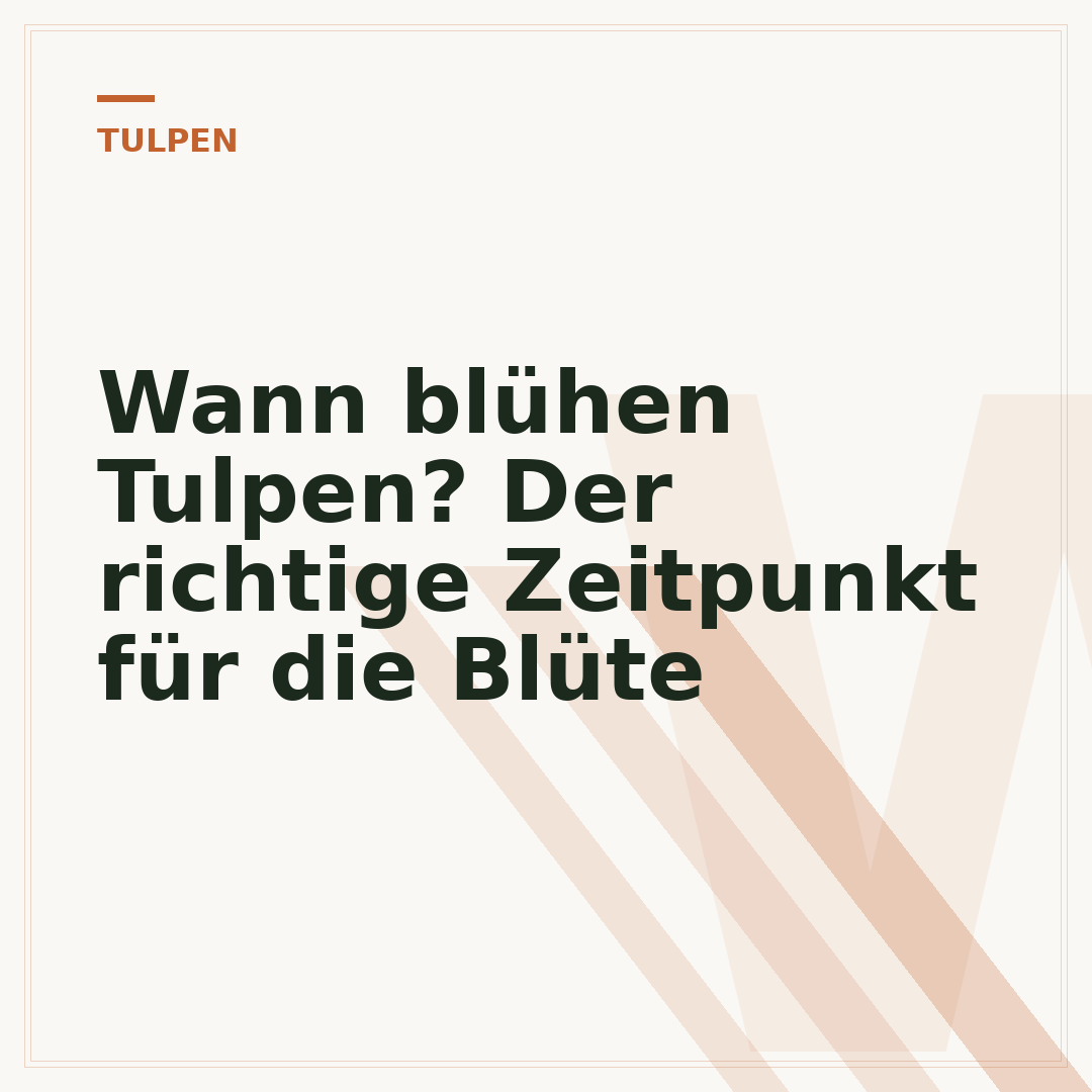 Wann blühen Tulpen? Der richtige Zeitpunkt für die Blüte