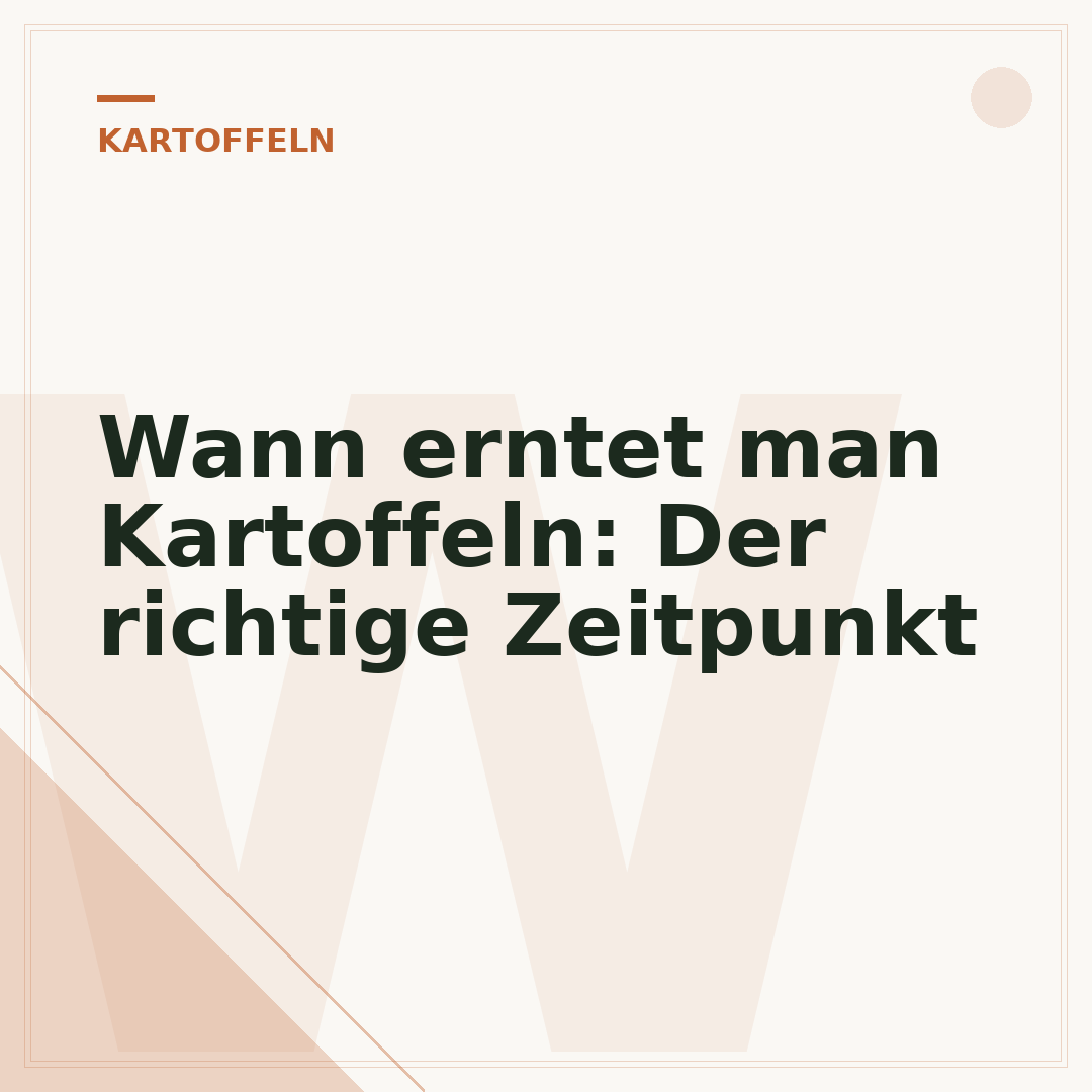 Wann erntet man Kartoffeln: Der richtige Zeitpunkt