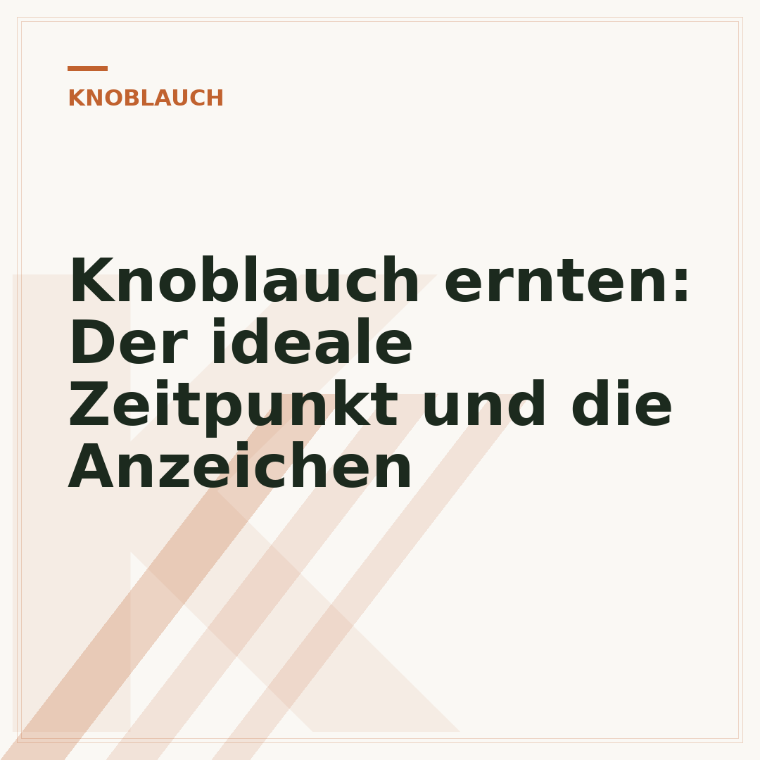 Knoblauch ernten: Der ideale Zeitpunkt und die Anzeichen