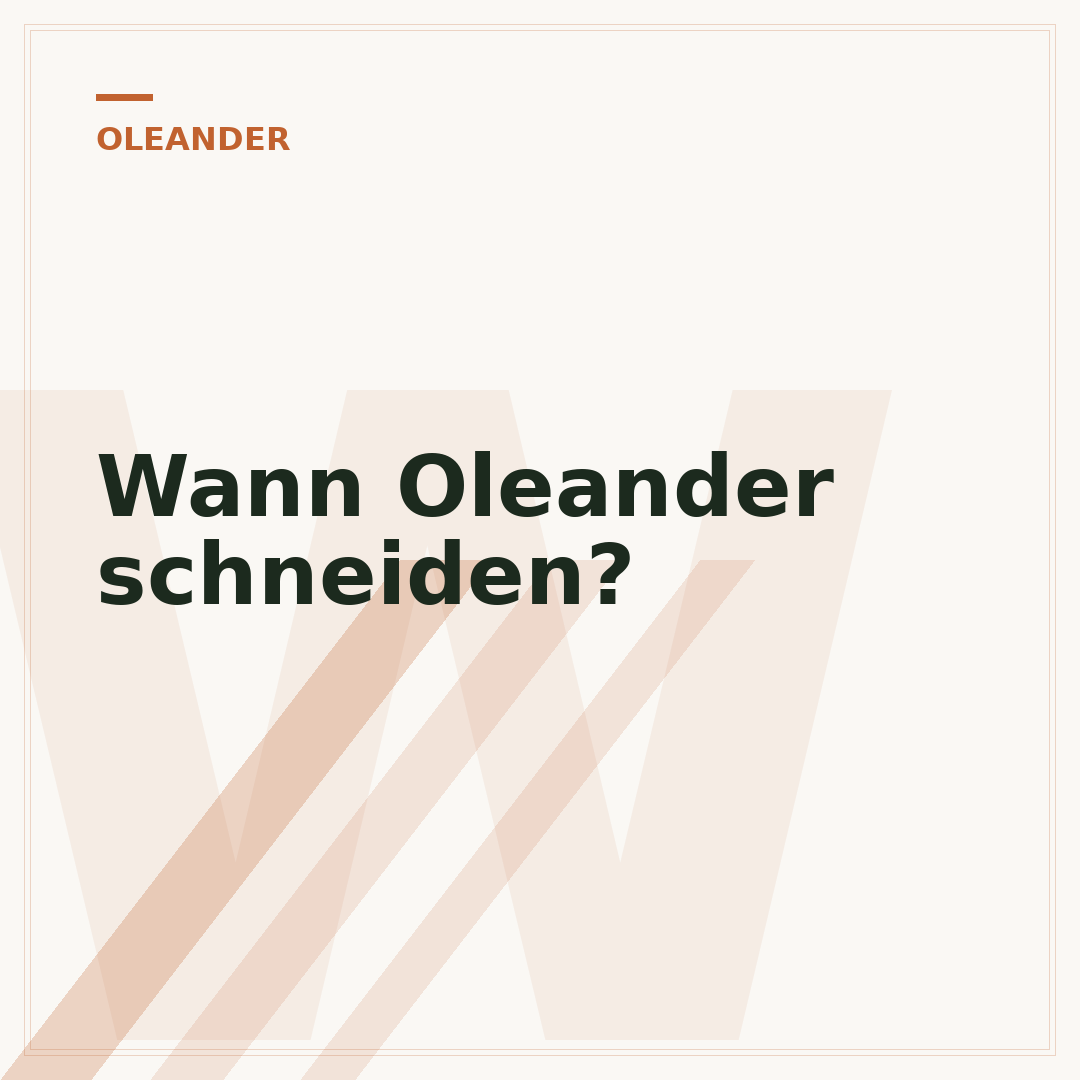 Wann Oleander schneiden?