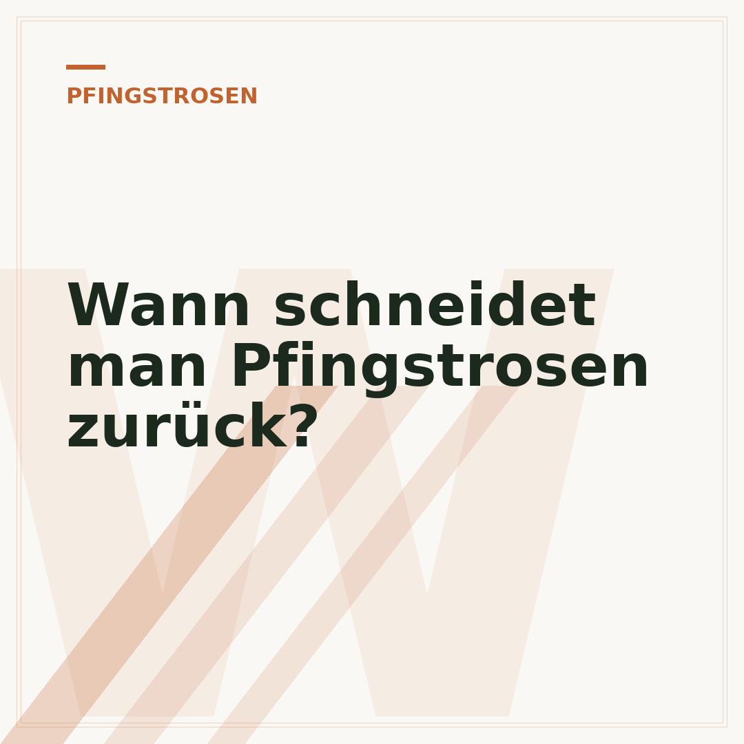 Wann schneidet man Pfingstrosen zurück?