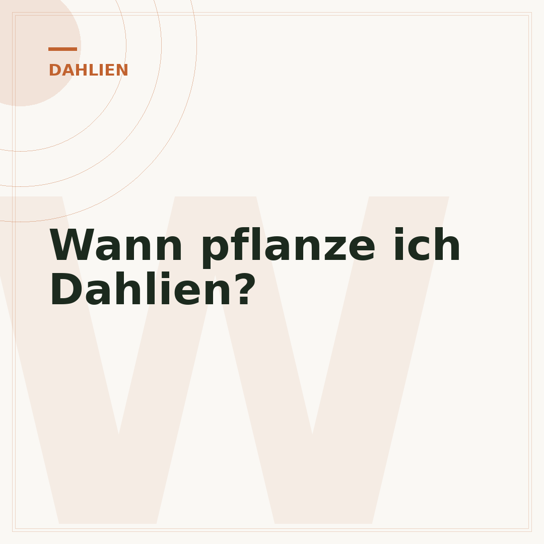 Wann pflanze ich Dahlien?