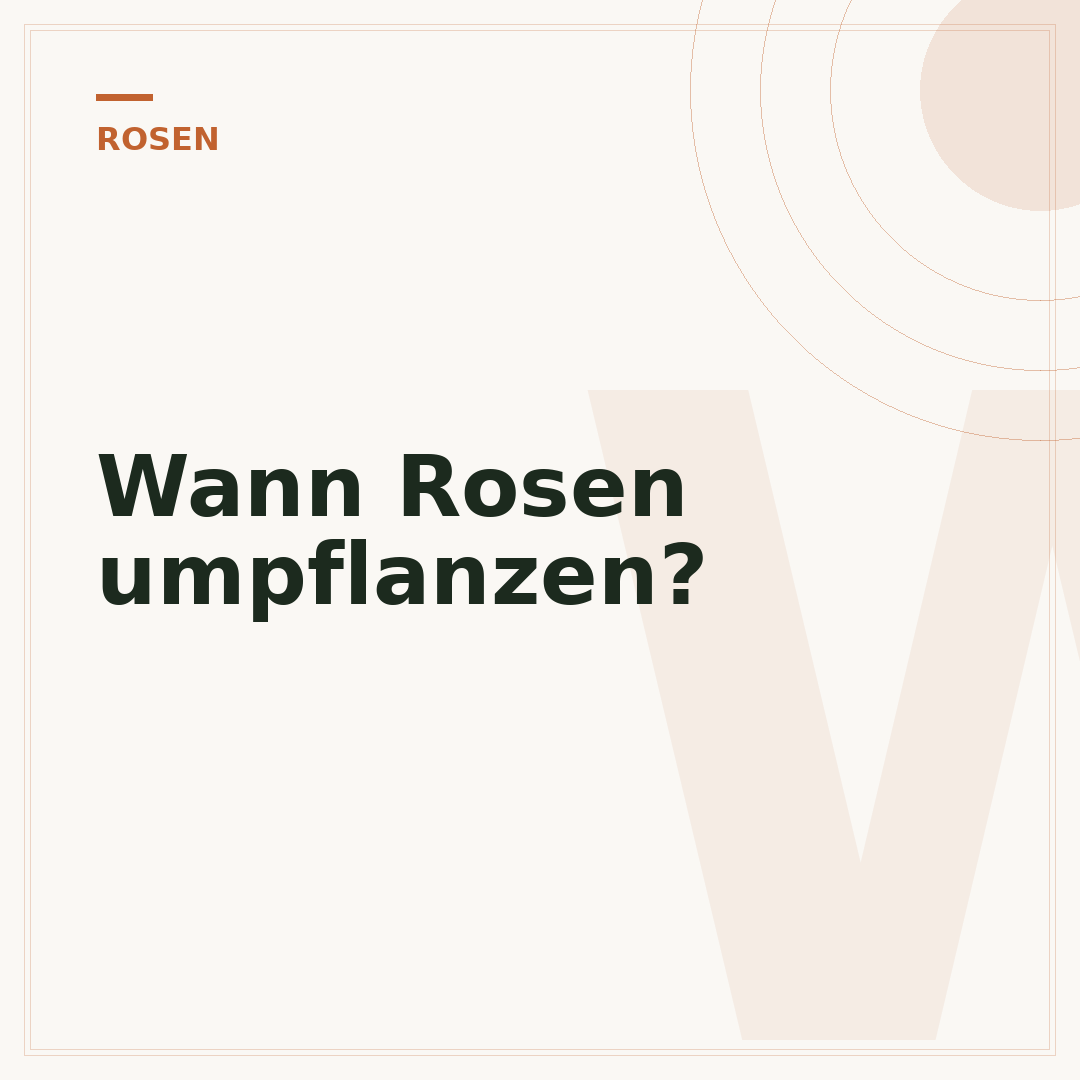 Wann Rosen umpflanzen?