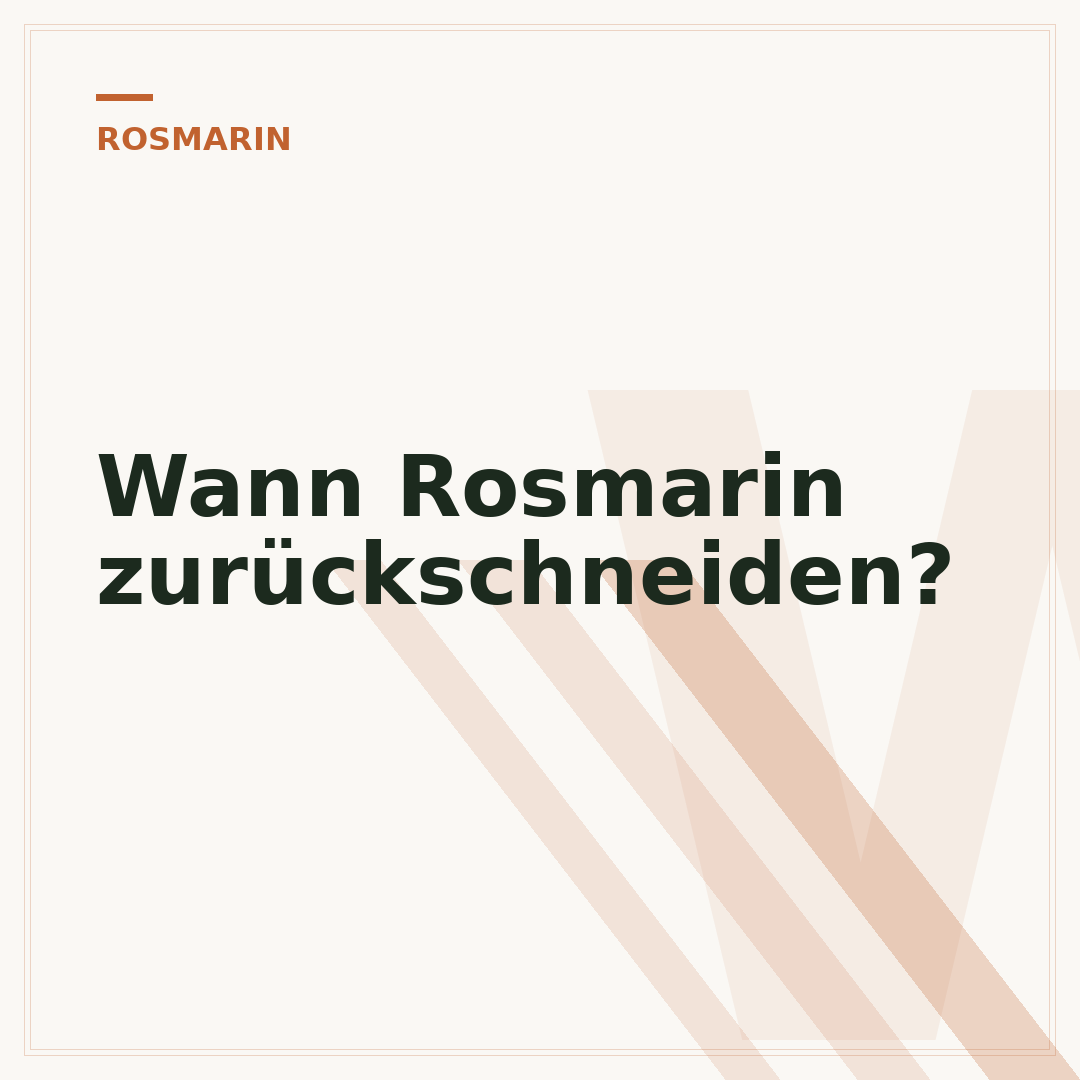Wann Rosmarin zurückschneiden?