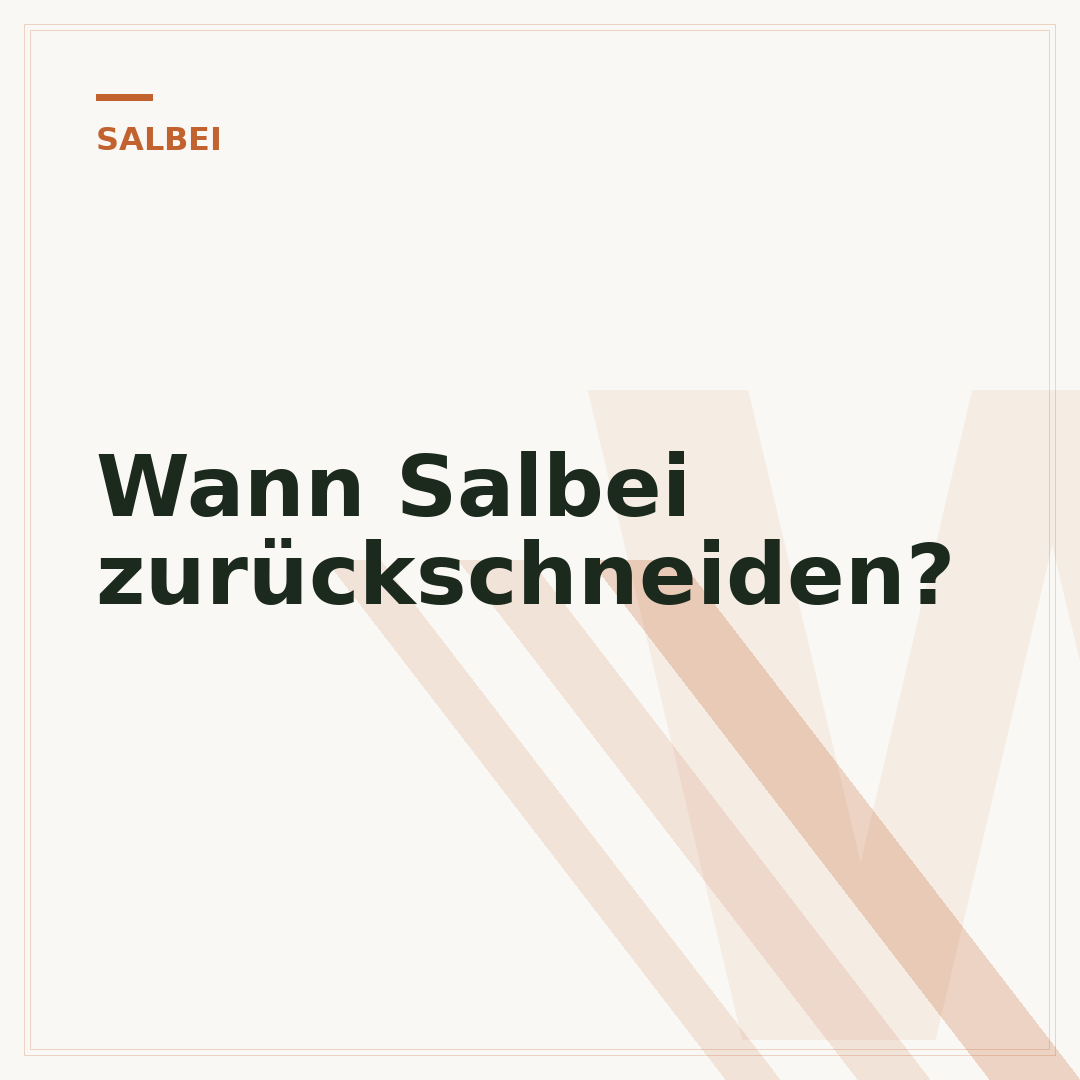 Wann Salbei zurückschneiden?