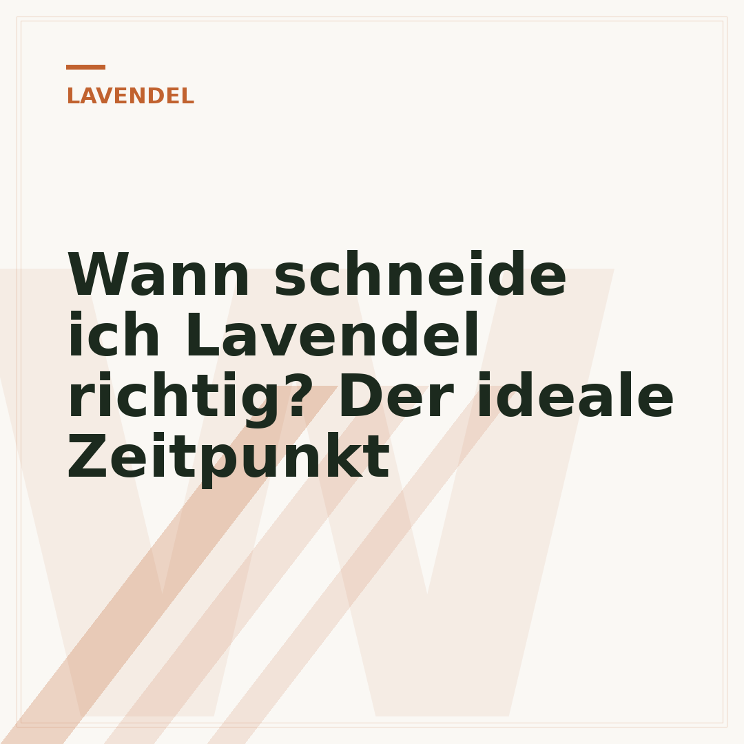 Wann schneide ich Lavendel richtig? Der ideale Zeitpunkt