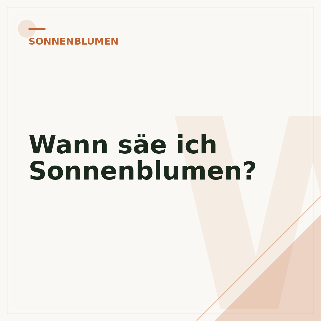 Wann säe ich Sonnenblumen?