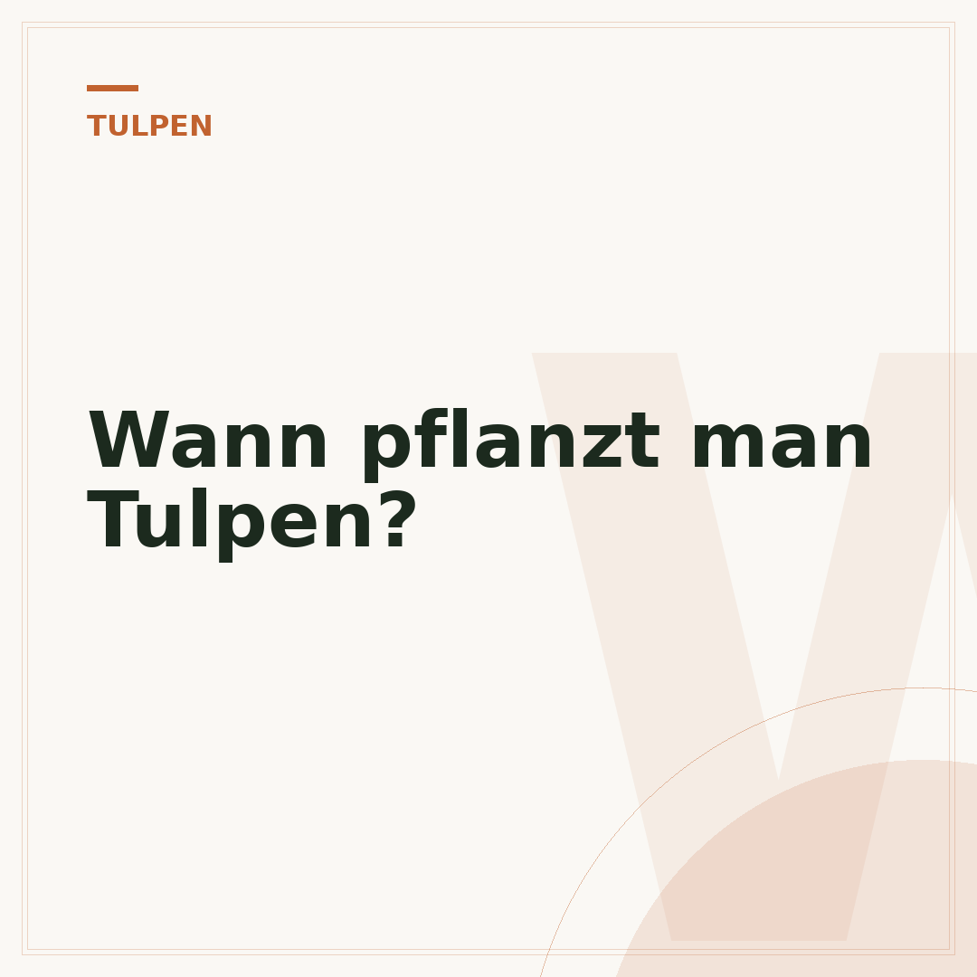 Wann pflanzt man Tulpen?