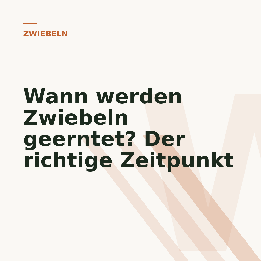 Wann werden Zwiebeln geerntet? Der richtige Zeitpunkt
