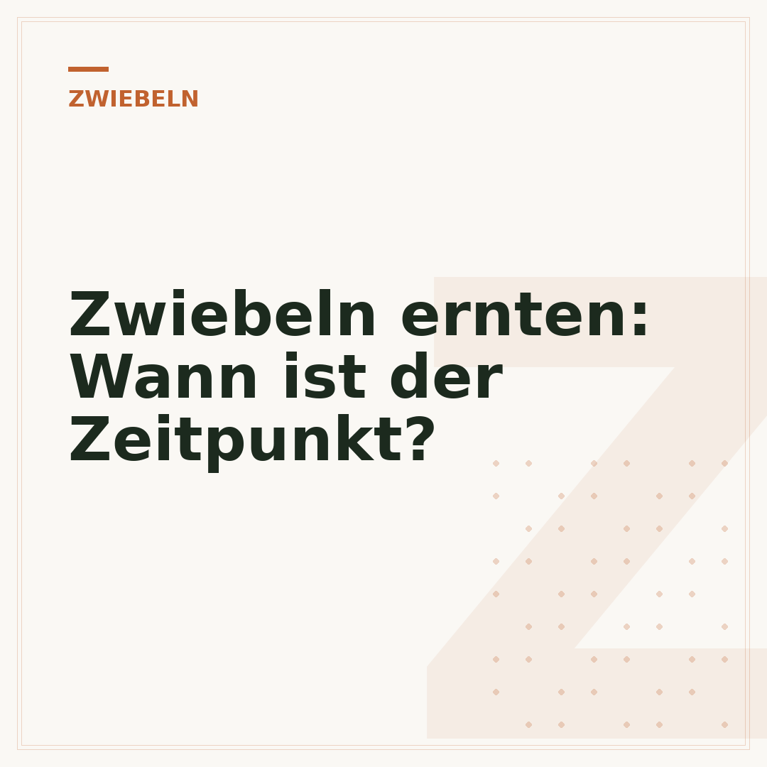 Zwiebeln ernten: Wann ist der Zeitpunkt?