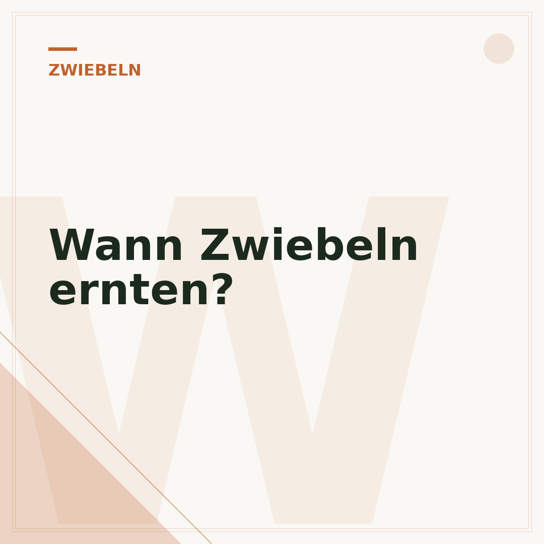 Wann Zwiebeln ernten?