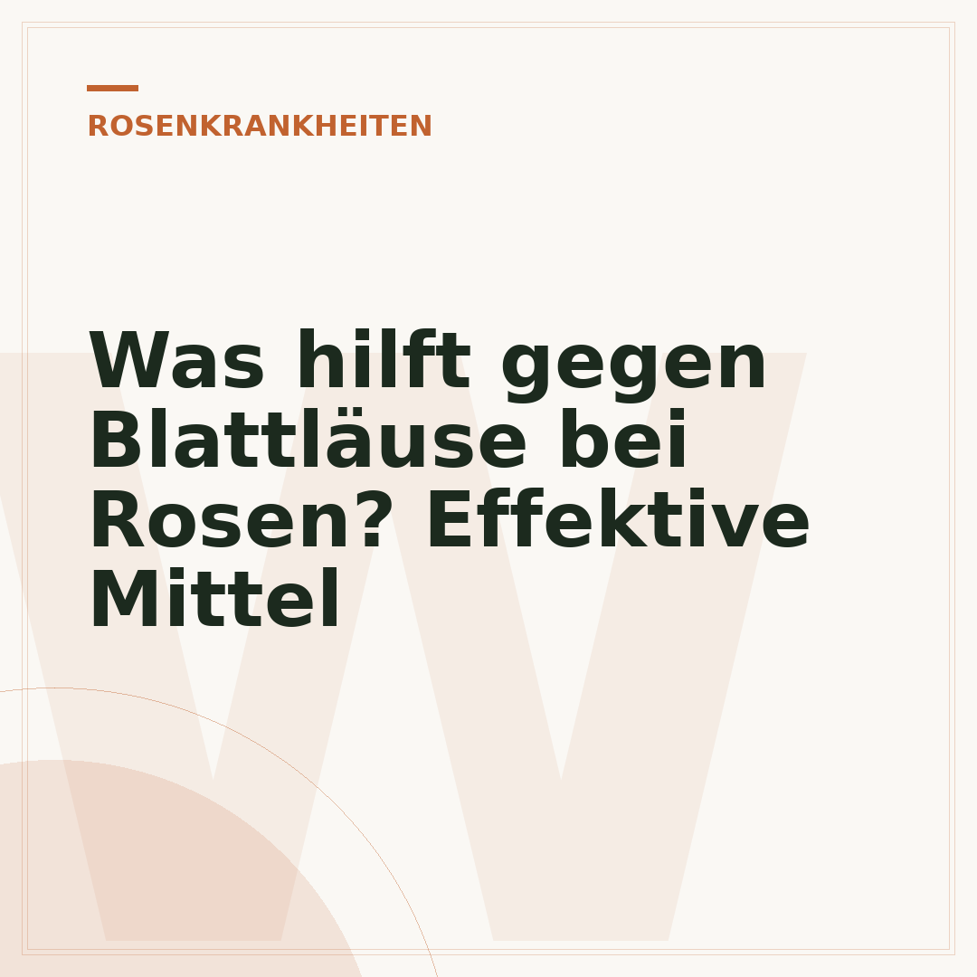 Was hilft gegen Blattläuse bei Rosen? Effektive Mittel