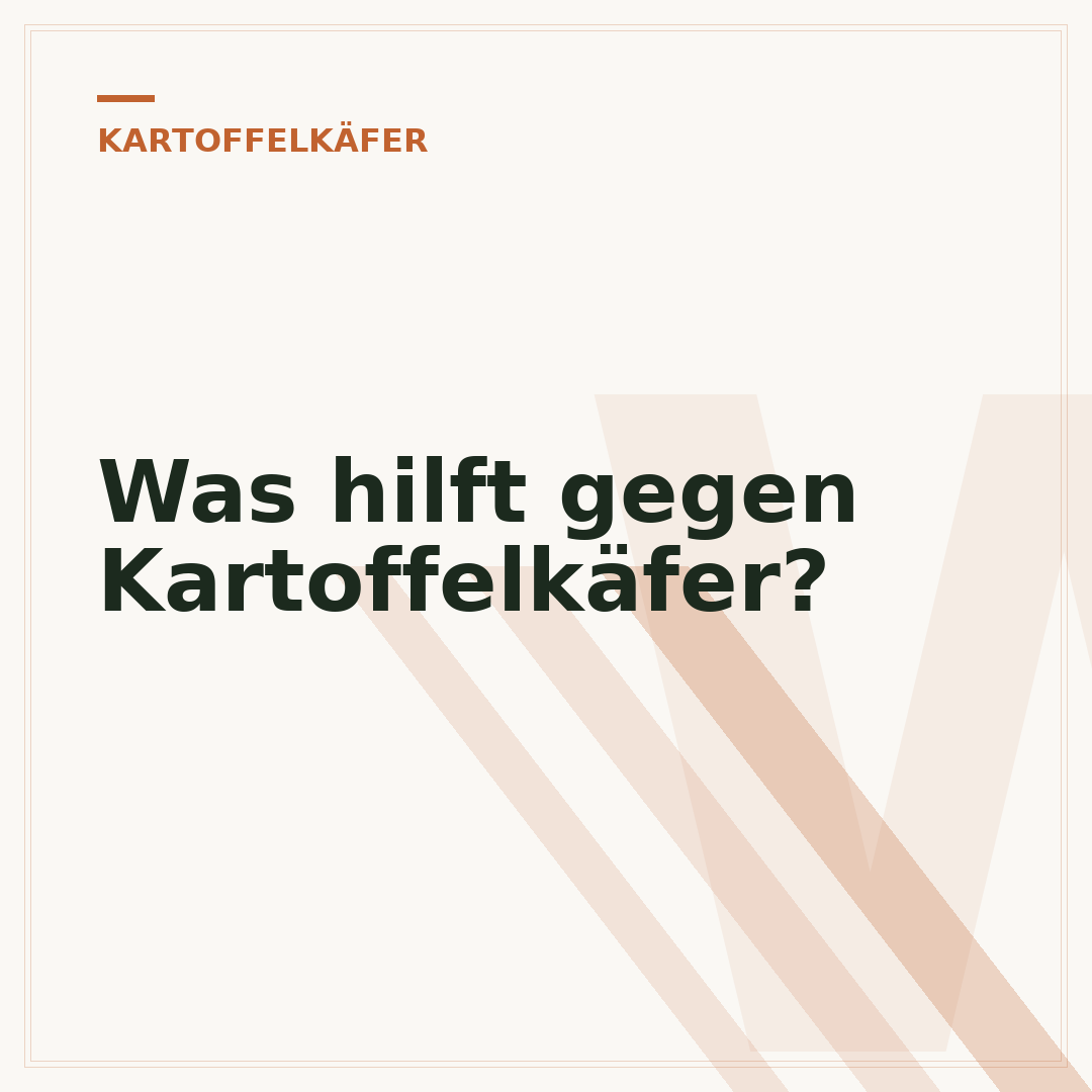 Was hilft gegen Kartoffelkäfer?