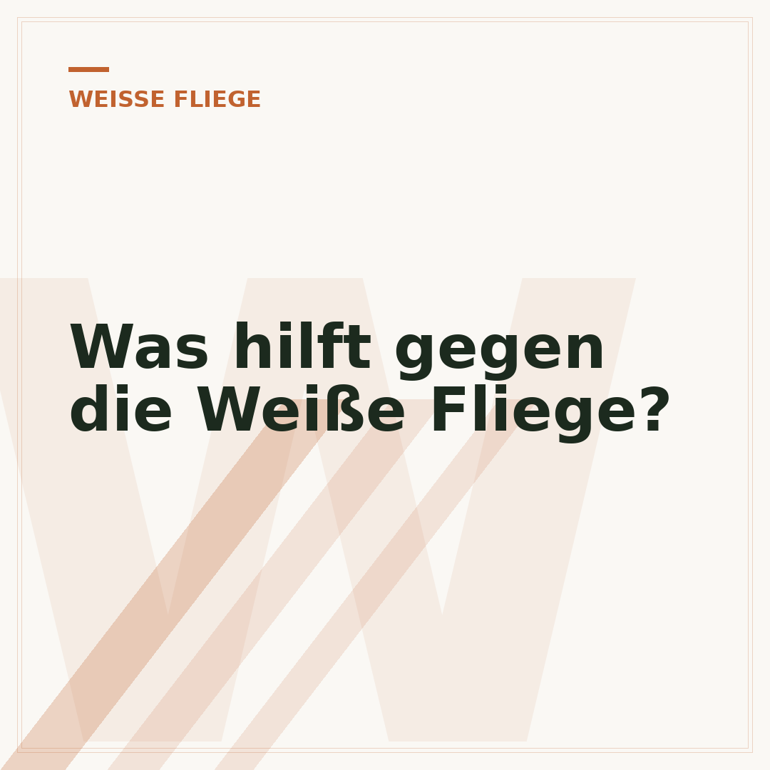 Was hilft gegen die Weiße Fliege?