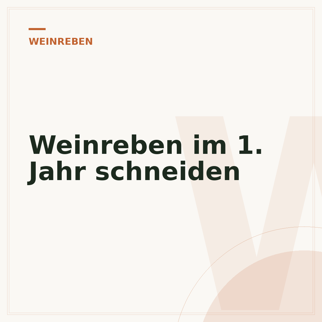 Weinreben im 1. Jahr schneiden