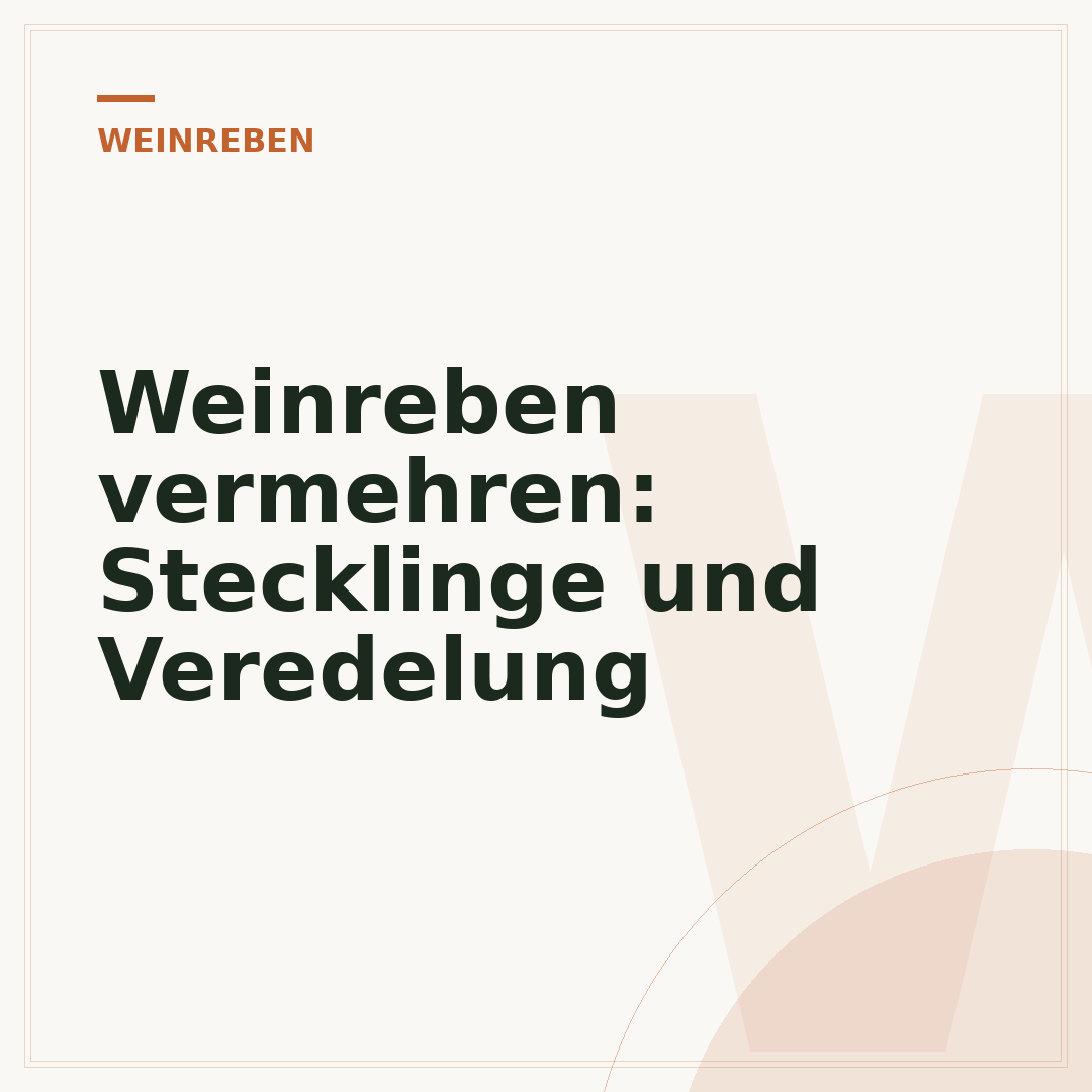 Weinreben vermehren: Stecklinge und Veredelung