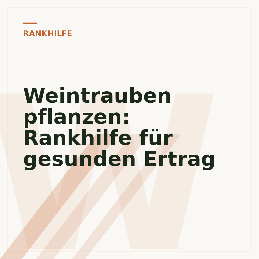 Weintrauben pflanzen: Rankhilfe für gesunden Ertrag