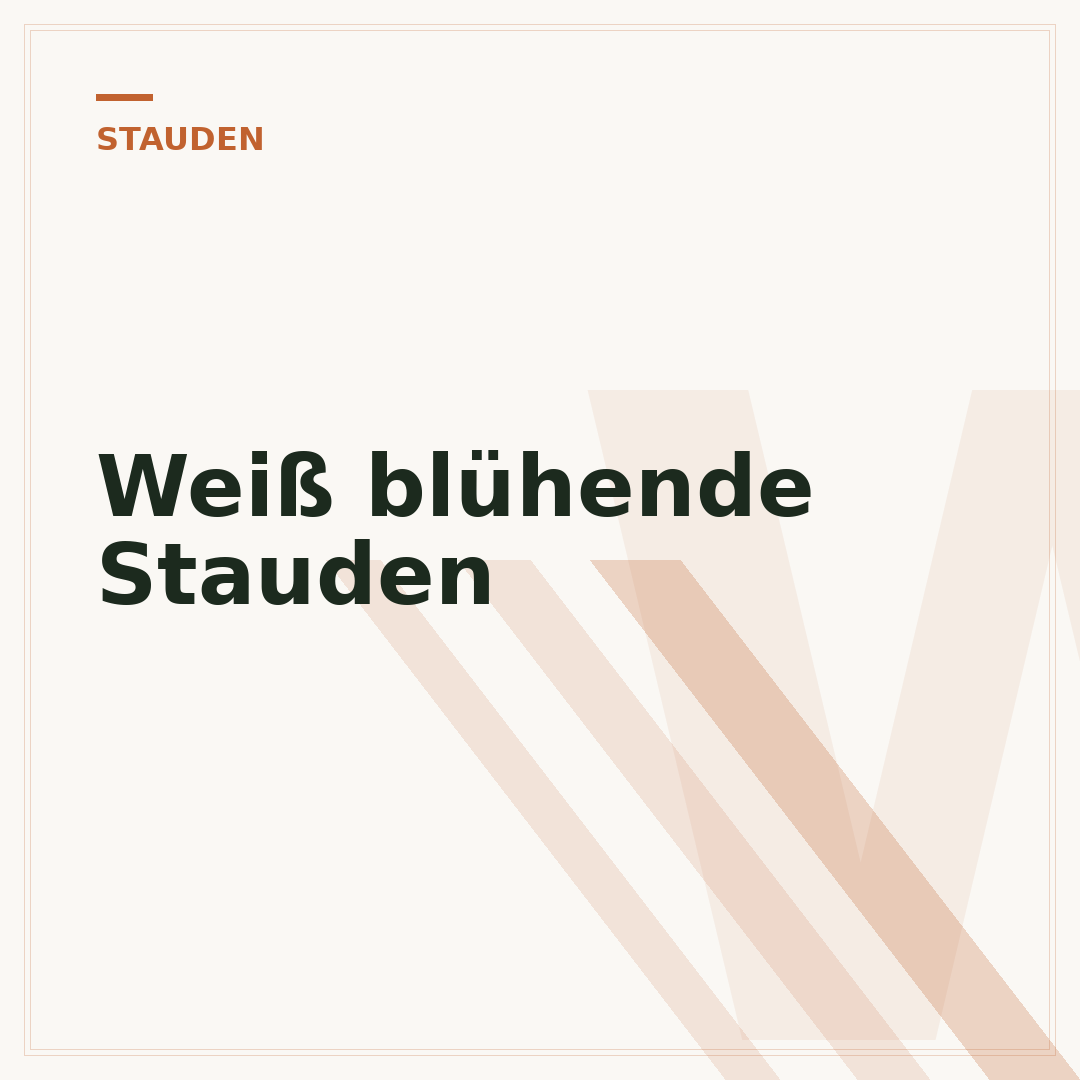 Weiß blühende Stauden