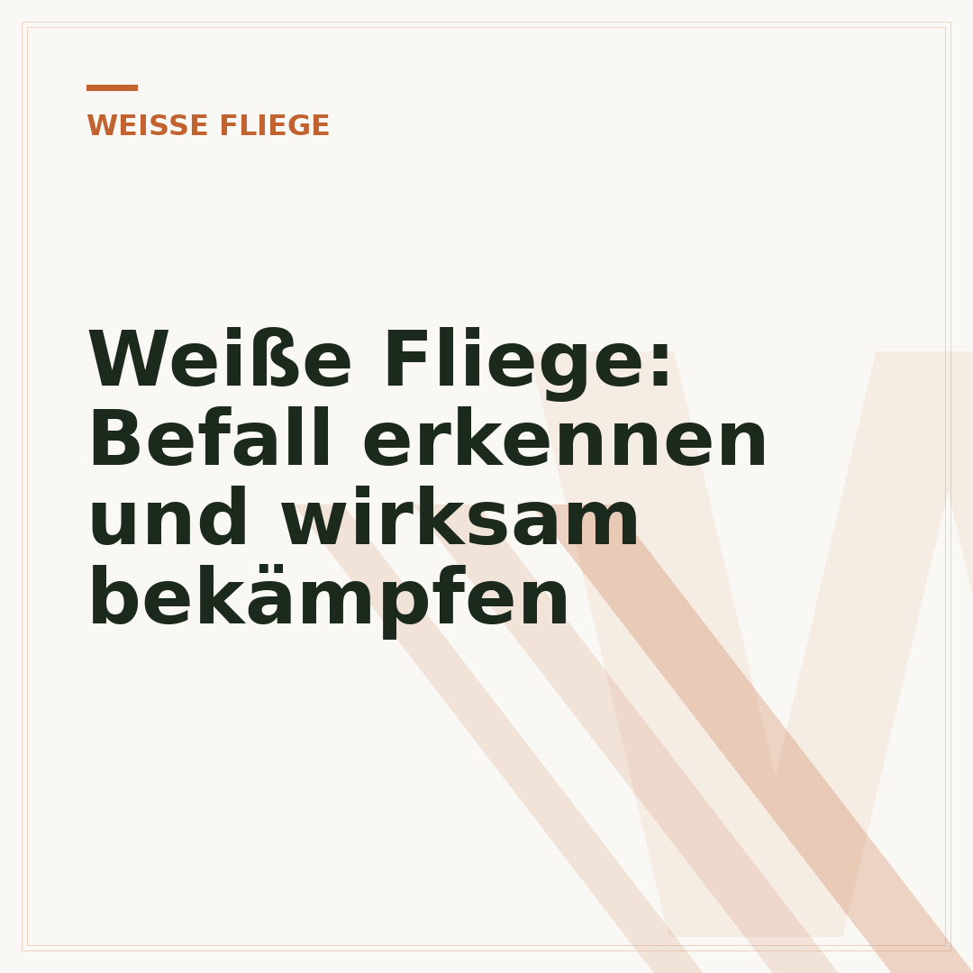 Weiße Fliege: Befall erkennen und wirksam bekämpfen