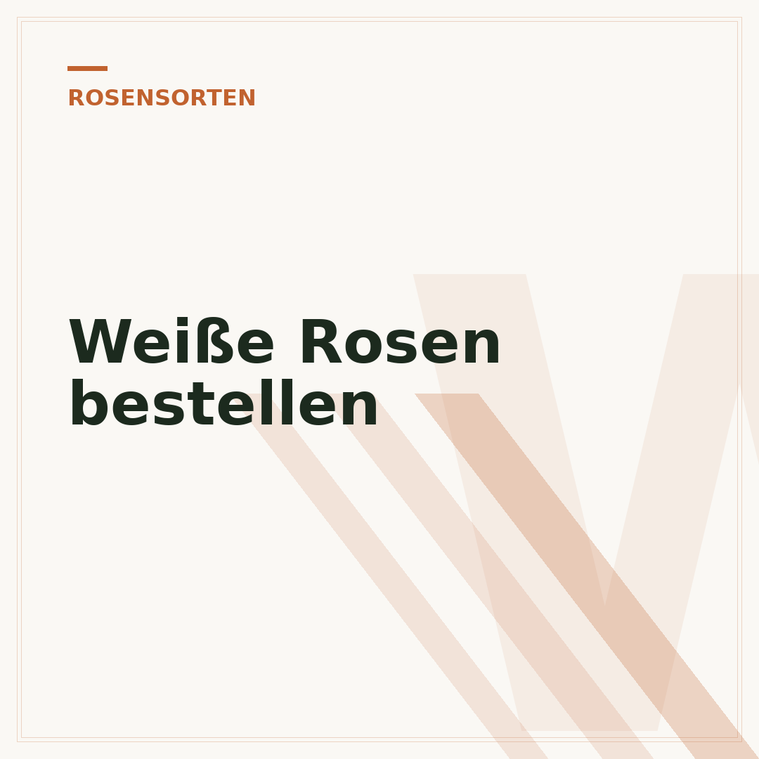 Weiße Rosen bestellen
