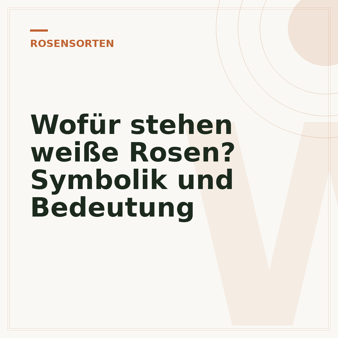 Wofür stehen weiße Rosen? Symbolik und Bedeutung