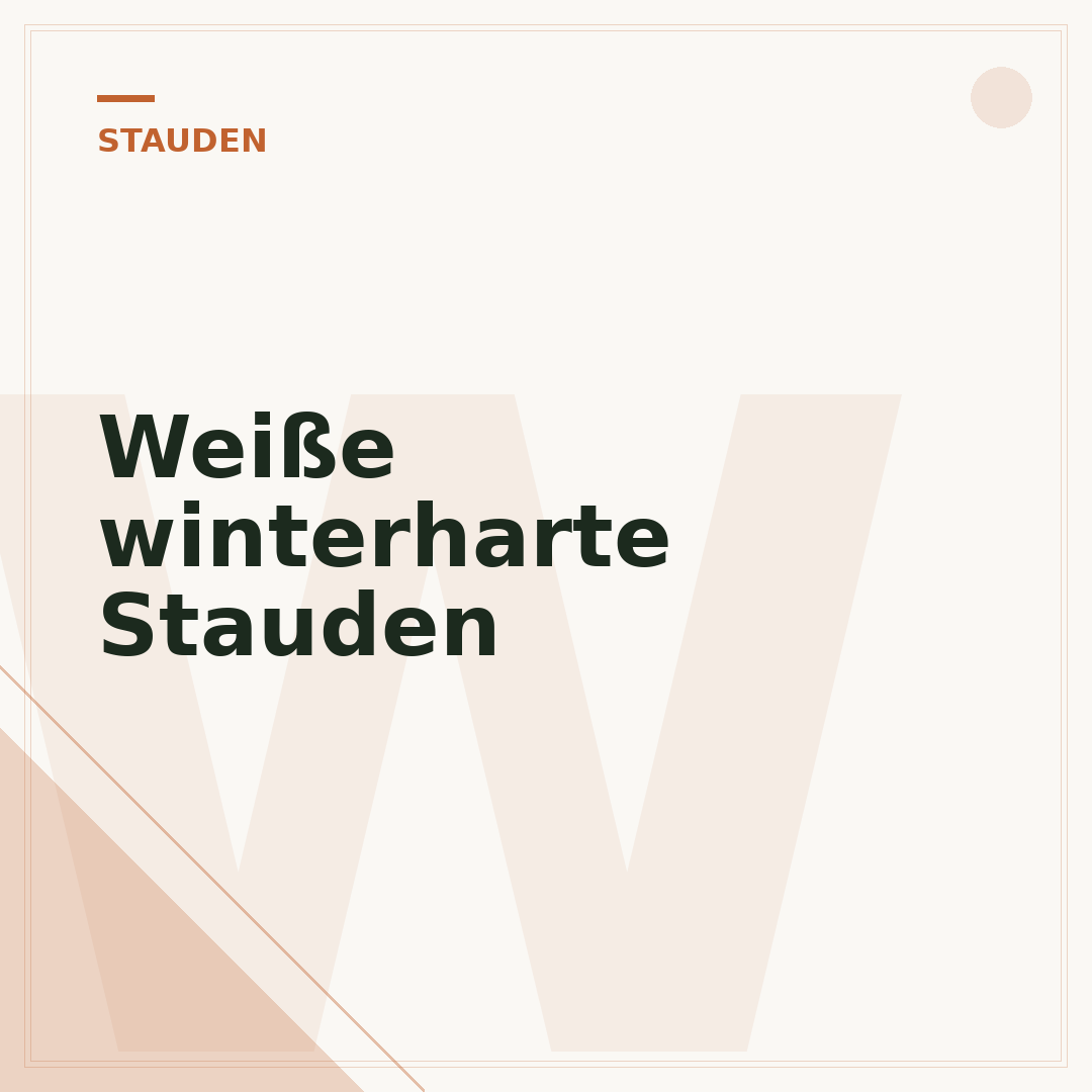 Weiße winterharte Stauden