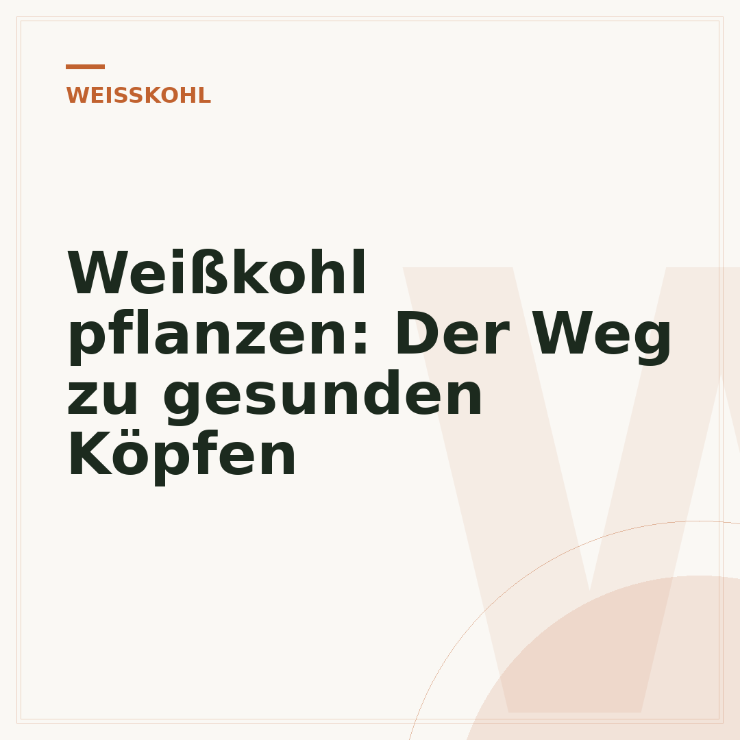 Weißkohl pflanzen: Der Weg zu gesunden Köpfen