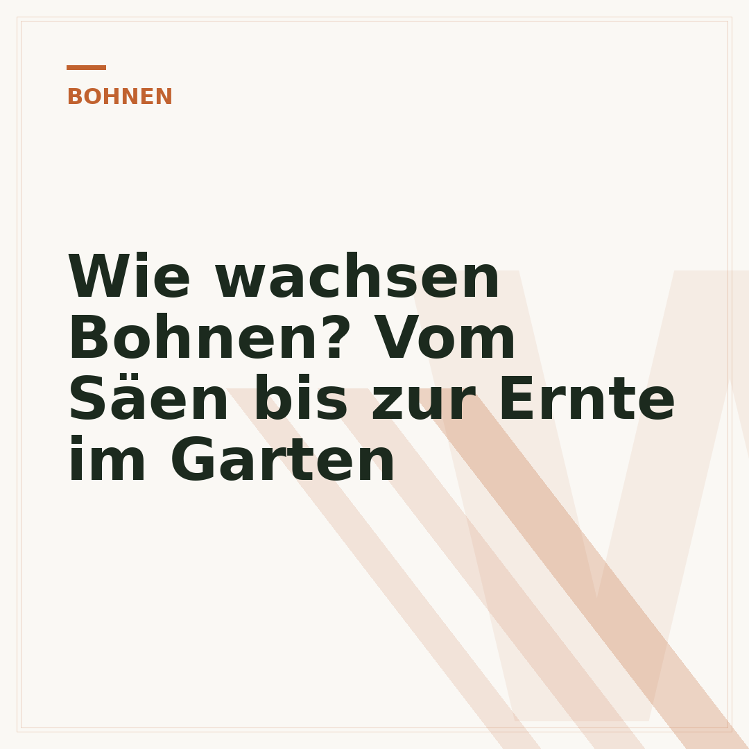 Wie wachsen Bohnen? Vom Säen bis zur Ernte im Garten