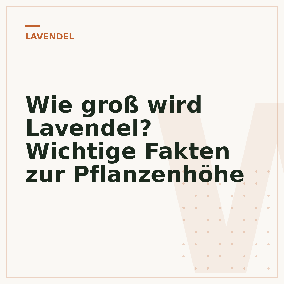 Wie groß wird Lavendel? Wichtige Fakten zur Pflanzenhöhe
