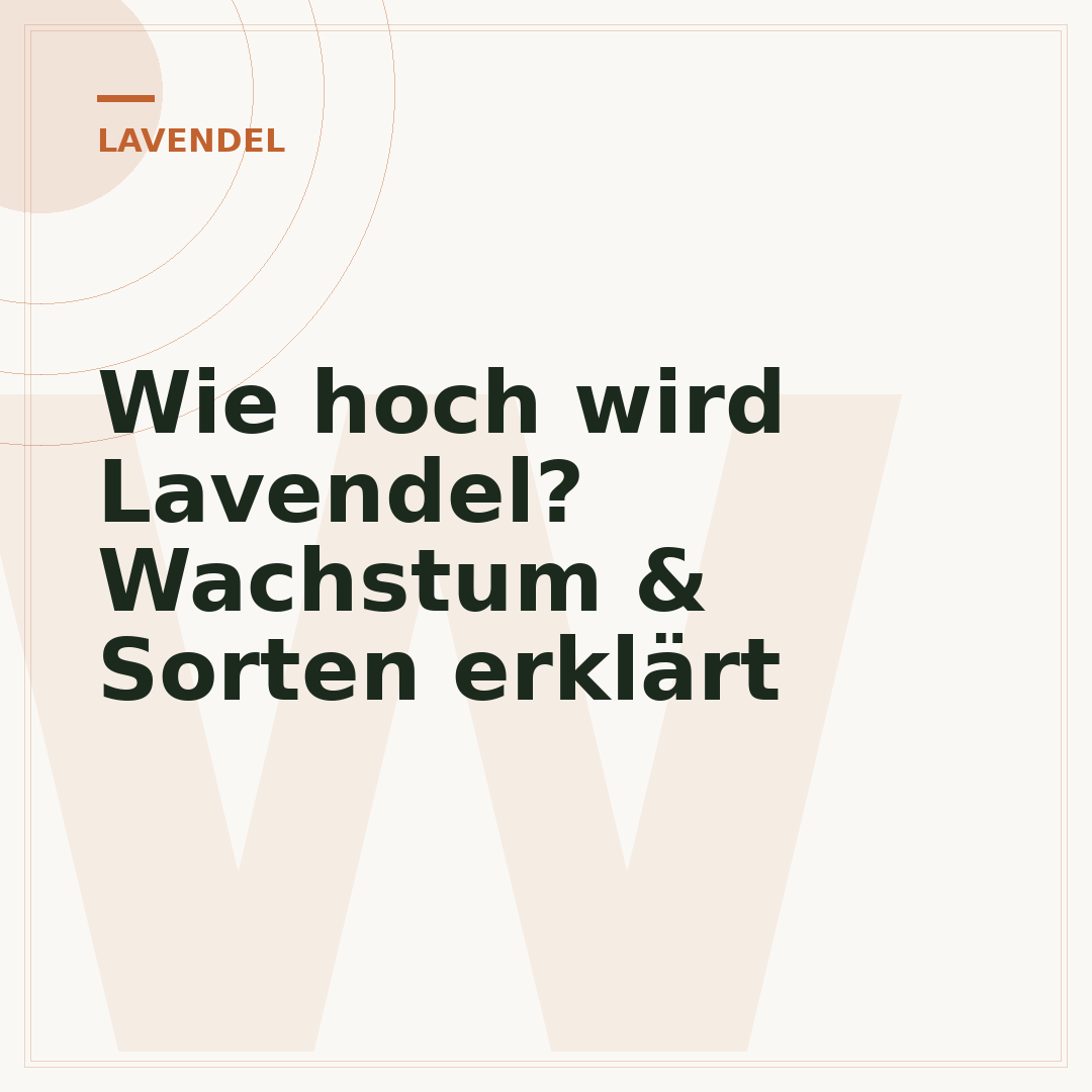 Wie hoch wird Lavendel? Wachstum & Sorten erklärt