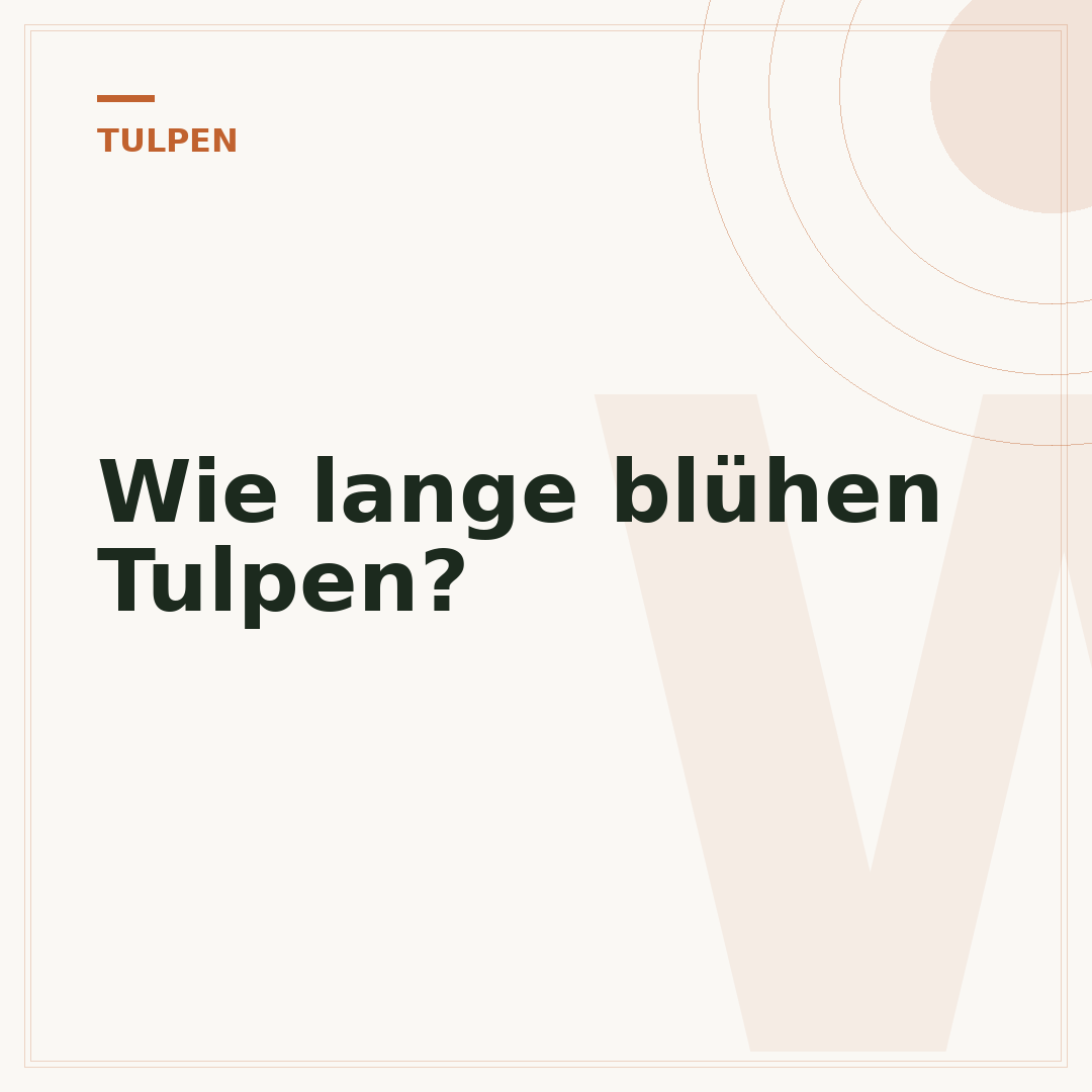 Wie lange blühen Tulpen?