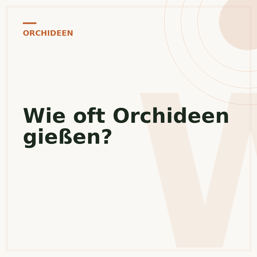 Wie oft Orchideen gießen?