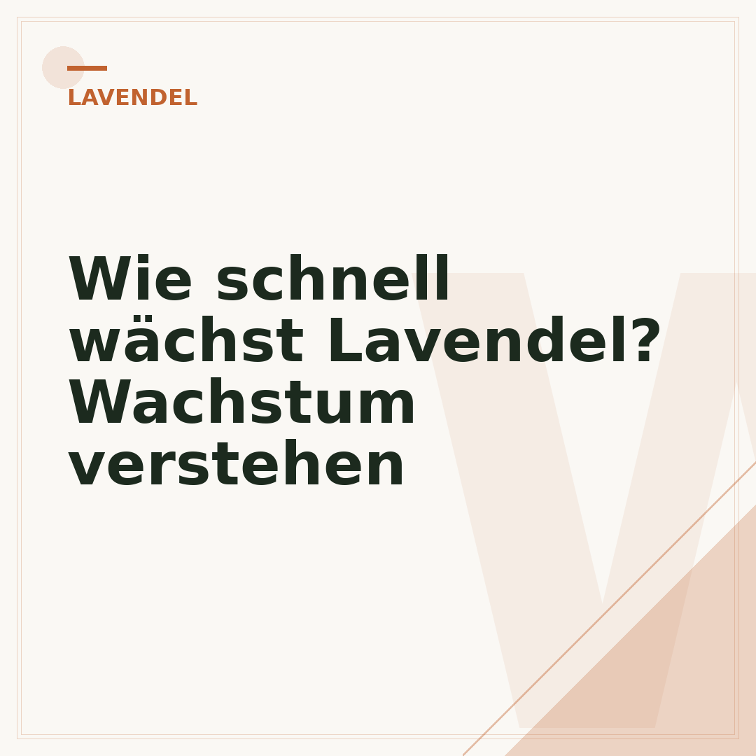 Wie schnell wächst Lavendel? Wachstum verstehen
