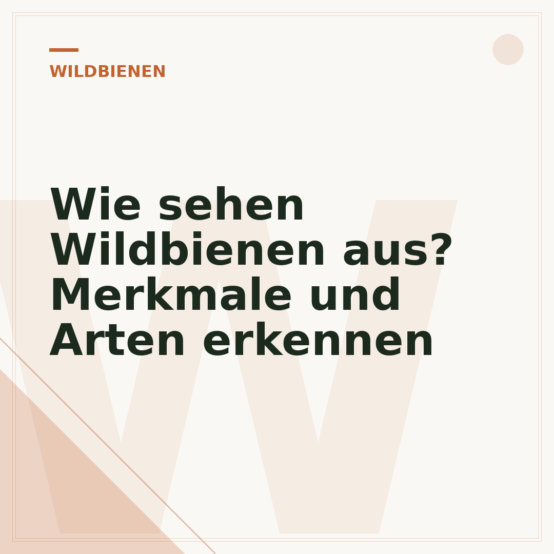 Wie sehen Wildbienen aus? Merkmale und Arten erkennen