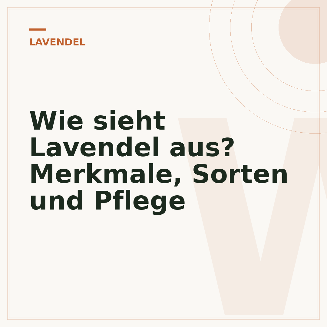 Wie sieht Lavendel aus? Merkmale, Sorten und Pflege