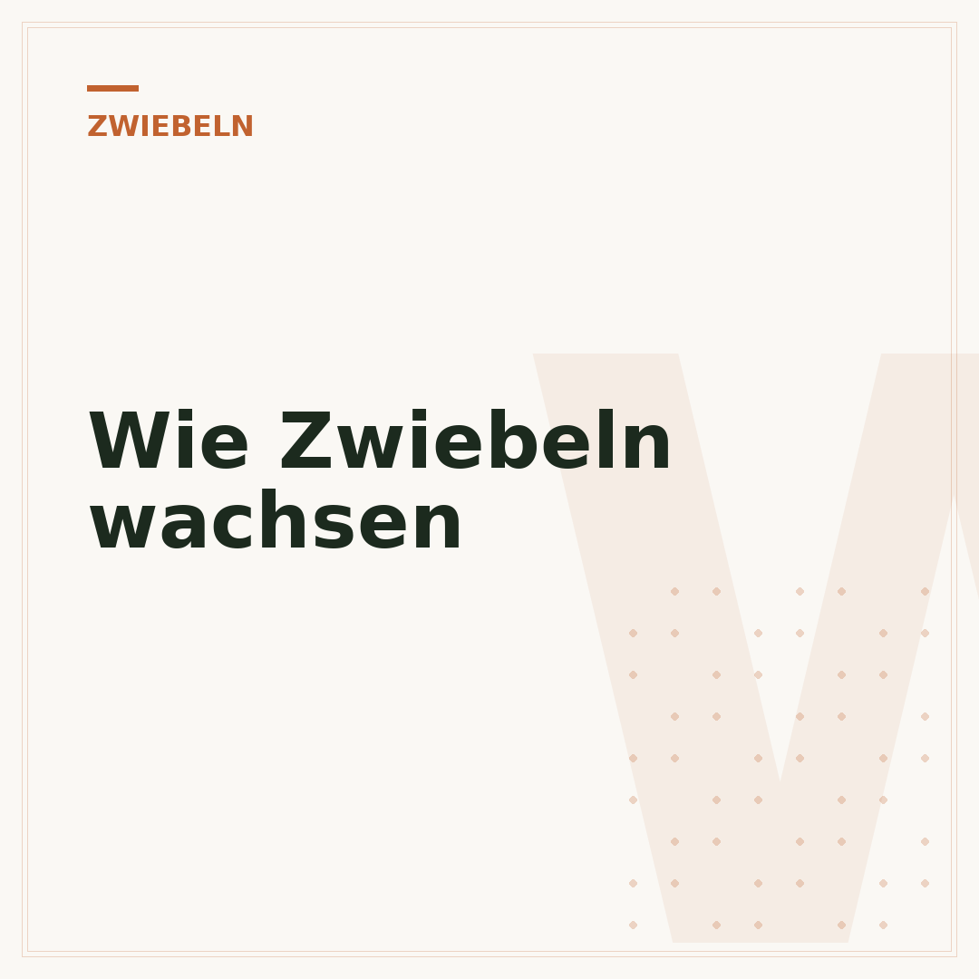 Wie Zwiebeln wachsen