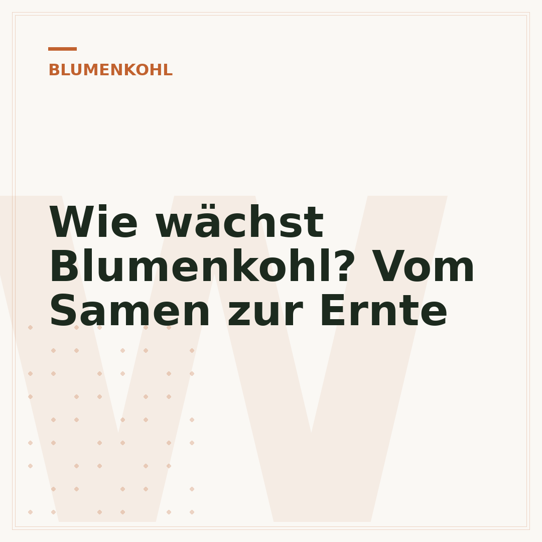 Wie wächst Blumenkohl? Vom Samen zur Ernte
