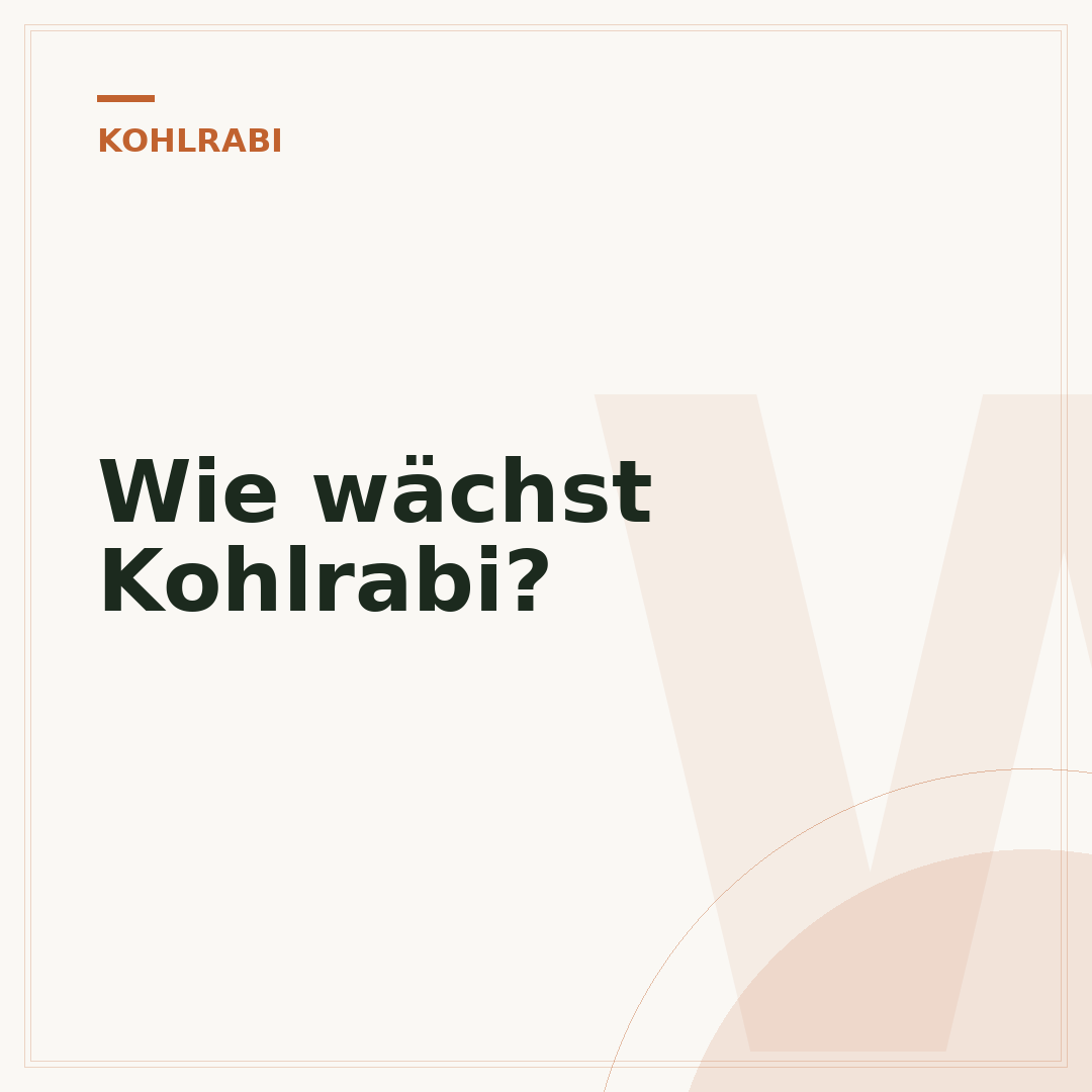 Wie wächst Kohlrabi?