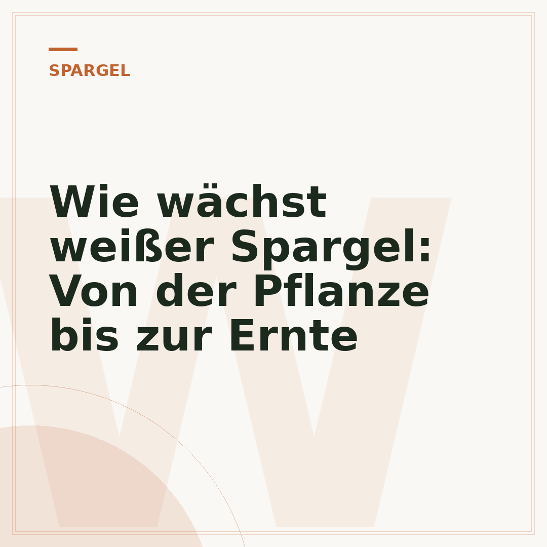 Wie wächst weißer Spargel: Von der Pflanze bis zur Ernte